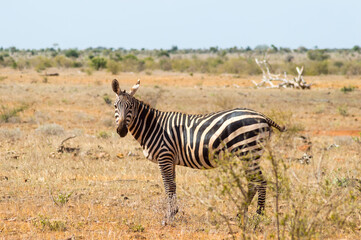 Fototapeta na wymiar Solitary zebra in the tall grass of the savannah