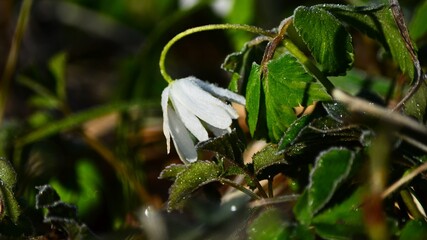 snowdrop in the forest
