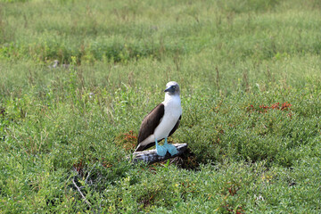 a blue-footed booby on the galapagos islands Ecuador