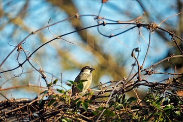 Male sparrow perched on branches under the winter sun