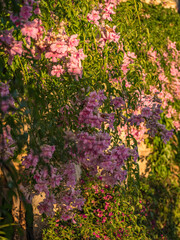 pink flowers in a garden