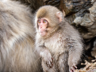 small Japanese macaque snow monkey on rocks 2