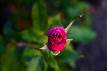 beautiful red rose