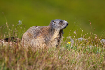 Shy alpine marmot, marmota marmota, looking aside on a meadow in mountains illuminated by summer sun. Wild animal in green grass with blurred background.