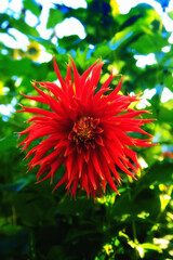 red burst flower