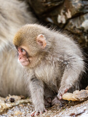 small Japanese macaque snow monkey on rocks 1