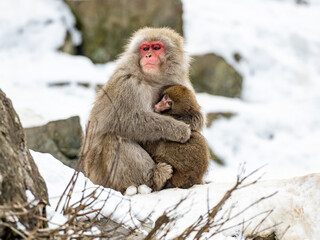 Mother Japanese snow monkey holding her baby 3