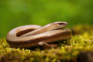 Twisted slowworm, anguis fragilis, basking on a green mossy rock in springtime nature. Wild animal resting on the ground from close-up. Deaf adder sunbathing in forest.