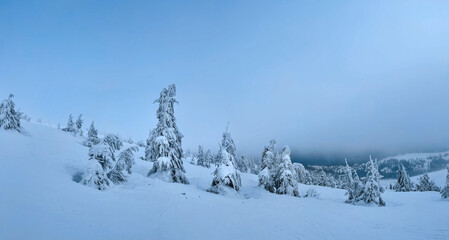 Fototapeta na wymiar Frozen trees in high mountains in Ukraine. A lot of snow. 