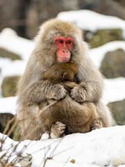 Mother Japanese snow monkey holding her baby 1
