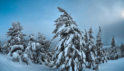 Panorama of frozen snow forest in Ukrainian mountains