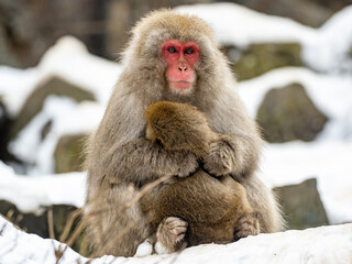 Mother Japanese snow monkey holding her baby 2