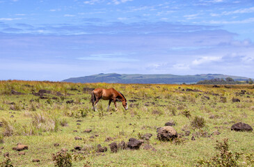 Cheval broutant dans une prairie de l’île de Pâques