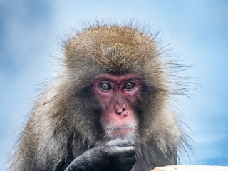 Japanese snow monkey sitting in a hot spring 6