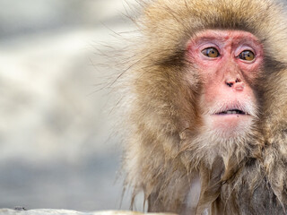 Japanese snow monkey sitting in a hot spring 9