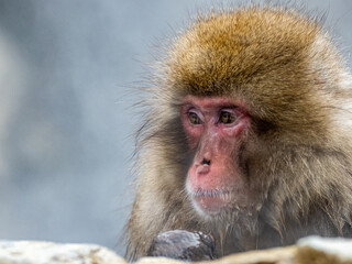 Japanese snow monkey sitting in a hot spring 10