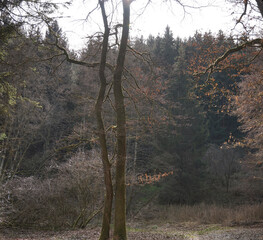 Waldspaziergänge um Bruckmühl
