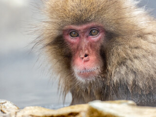 Japanese snow monkey sitting in a hot spring 8