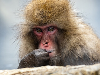 Japanese snow monkey sitting in a hot spring 11
