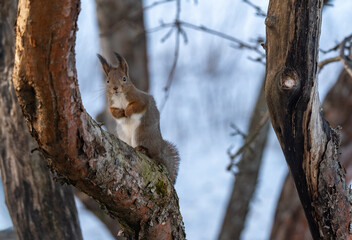 Cute little squirrel posing on a tree