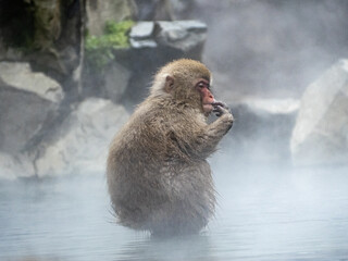 Japanese snow monkey sitting in a hot spring 12