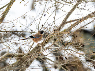 Eurasian jay in winter Nagano tree 4