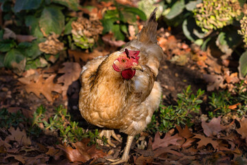 Full body of domestic golden hen on the farm in the autumn time