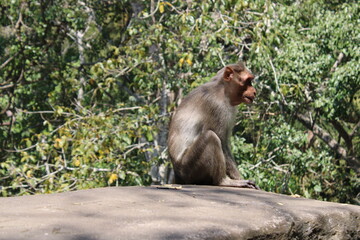 Naklejka na ściany i meble baboon sitting on a tree