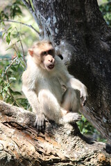 japanese macaque sitting on a tree