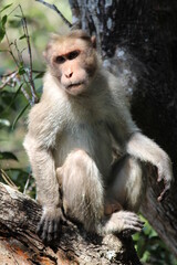 japanese macaque sitting on a tree