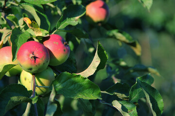red apple on a branch