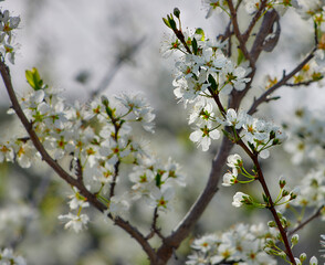 Blossoming almond tree branch in defocused background. Copy space