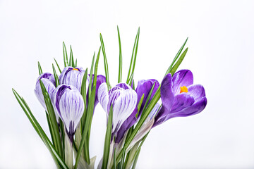 Purple crocus saffron flowers on white background.