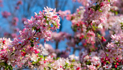 White and pink apple blossoms on an apple tree on a sunny day. Springtime flowers in bloom in front of blue sky. Close-up with beautiful bokeh background.