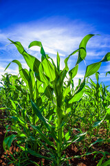 corn planting, agriculture and development

