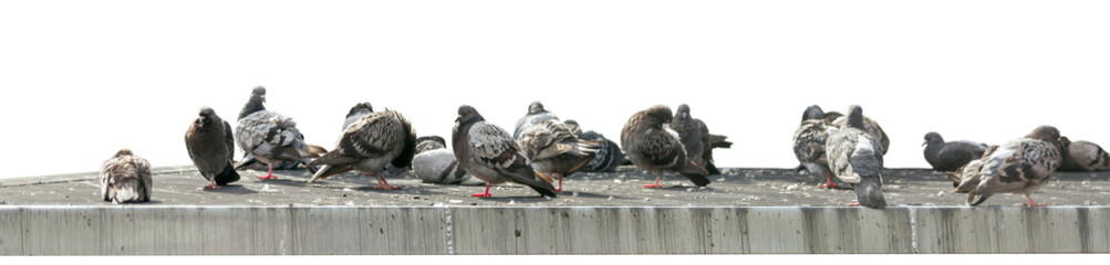 Pigeons group on a concrete roof isolated on a white background. Urban bird pest concept.