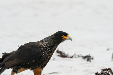 The Striated caracara (Phalcoboenus australis)