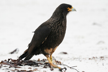 The Striated caracara (Phalcoboenus australis)