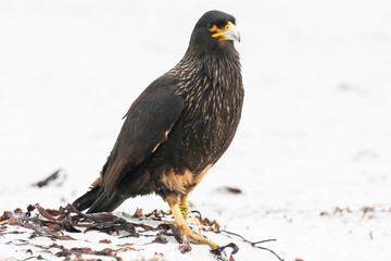 The Striated caracara (Phalcoboenus australis)