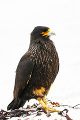 The Striated caracara (Phalcoboenus australis)
