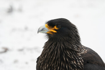 The Striated caracara (Phalcoboenus australis)