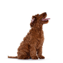 Cute red Cobberdog puppy, sitting side ways. Looking patiently up awaiting something. isolated on white background.
