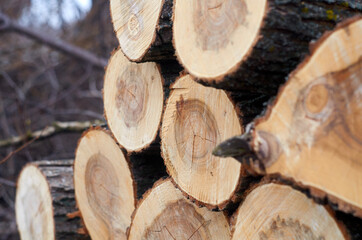 Stack of freshly chopped firewood