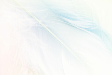 Pastel colored blue fluffy feathers of bird for background