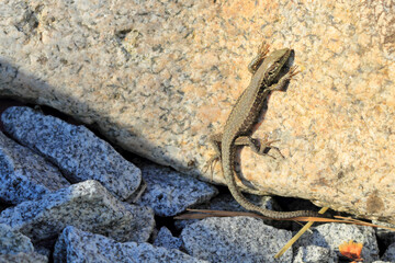 Lizard in garden