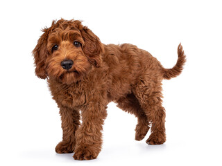 Cute red Cobberdog puppy, standing side ways. Looking curious towards camera. isolated on white background.