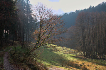 Tal bei Eiterbach im Odenwald (Baden-Württemberg, Deutschland)