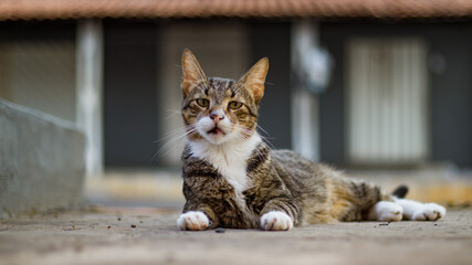 cat in a moment of rest in a late afternoon
