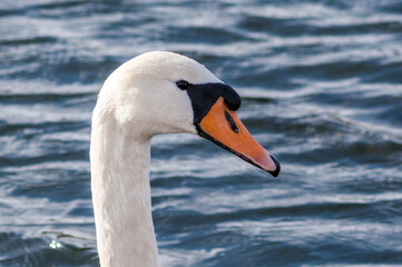 Closeup shot of a beautiful white swan in the lake