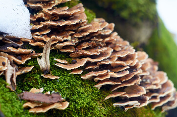 Tinder fungus on the stump